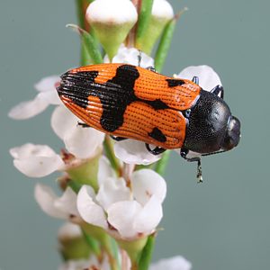 Castiarina aeneicornis, PL2726, on Hysterobaeckea behrii, EP
